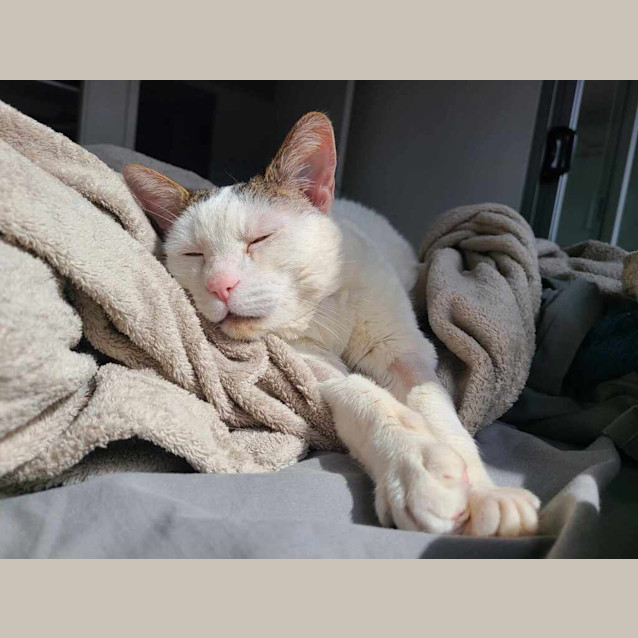 Photo of Baked Bean