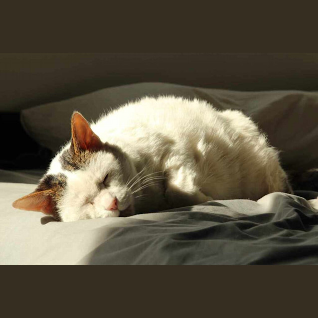 Photo of Baked Bean