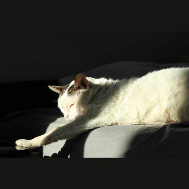 Photo of Baked Bean