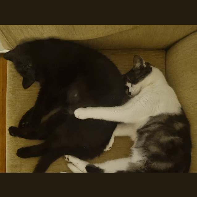 Photo of Mandolin & Viola (Located In Werribee South)