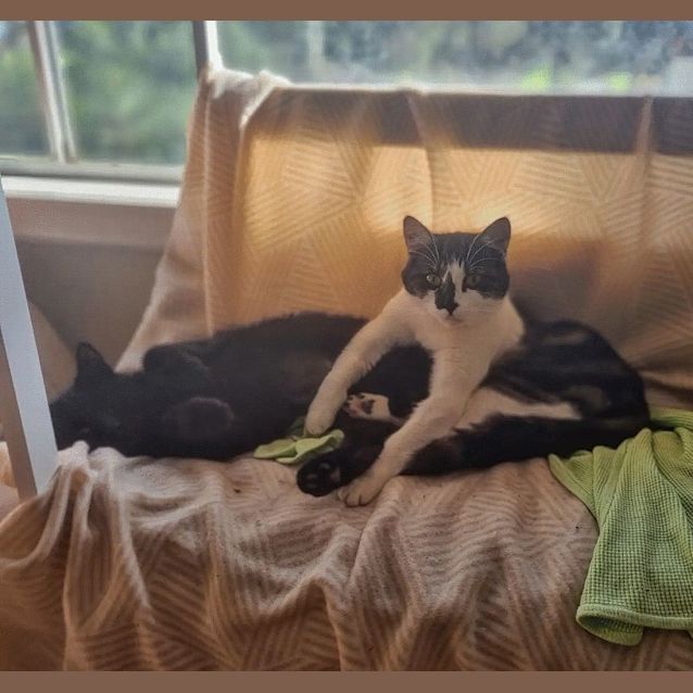 Photo of Mandolin & Viola (Located In Werribee South)