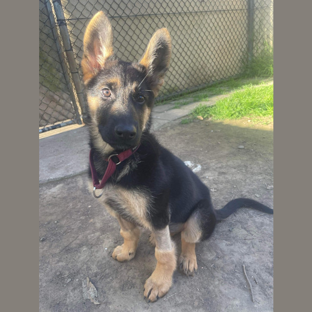 Photo of Bellatrix