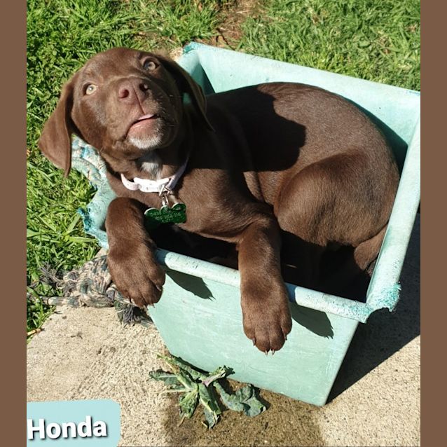 Photo of Honda