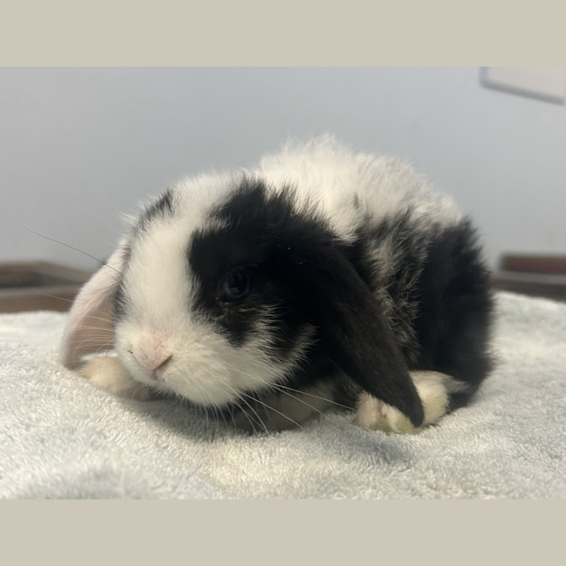 Photo of Comet