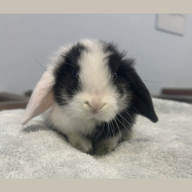 Photo of Comet