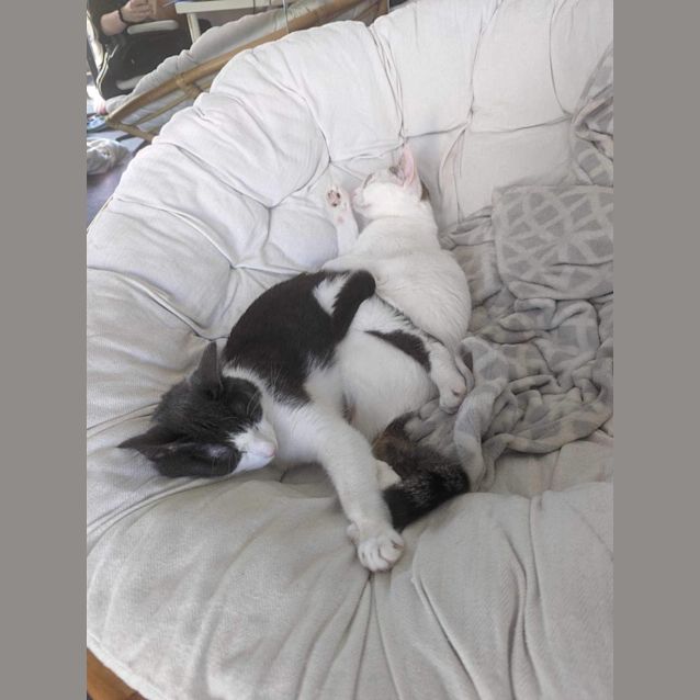 Photo of Dunkin & Herb