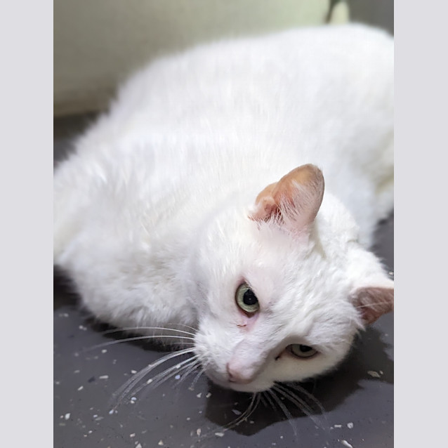 Photo of Snowball
