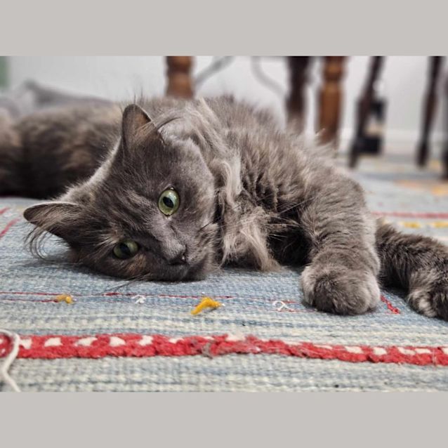 Photo of Tina Turner