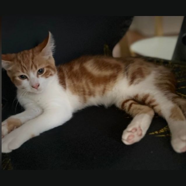 Photo of Chilli