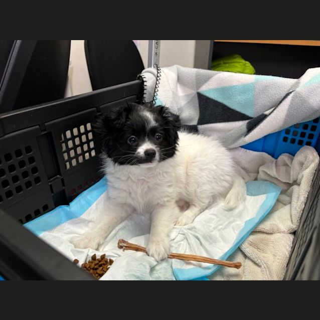 Photo of Pumpkin