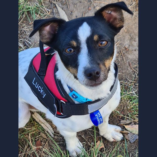 Photo of Lucky   2 Yo Mini Foxy (On Trial 10/11/23)