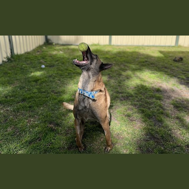 Photo of Harley