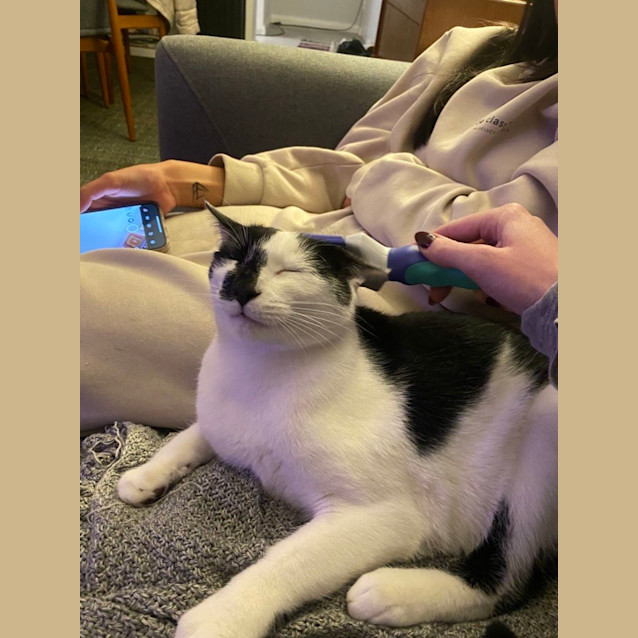 Photo of Squid And Nori