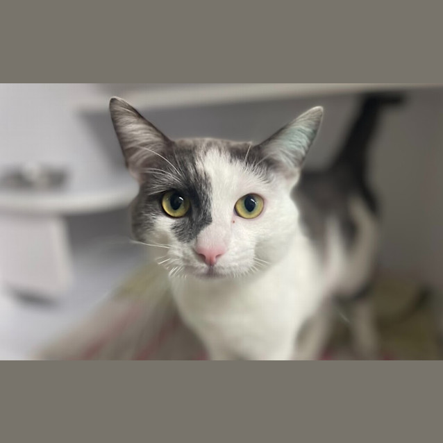 Photo of Cosmo