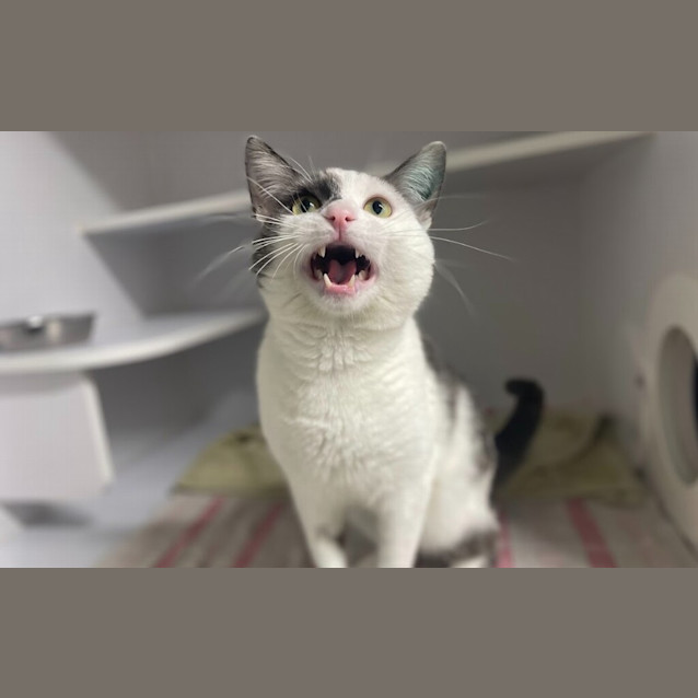 Photo of Cosmo