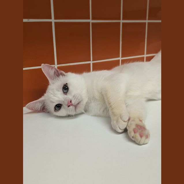 Photo of Gnocchi
