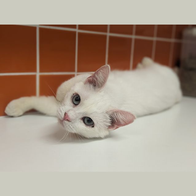 Photo of Gnocchi
