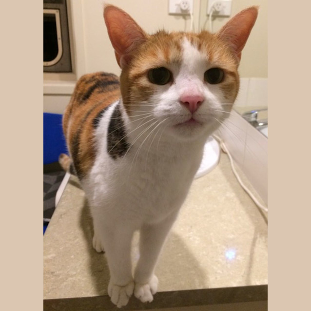 Photo of Bella