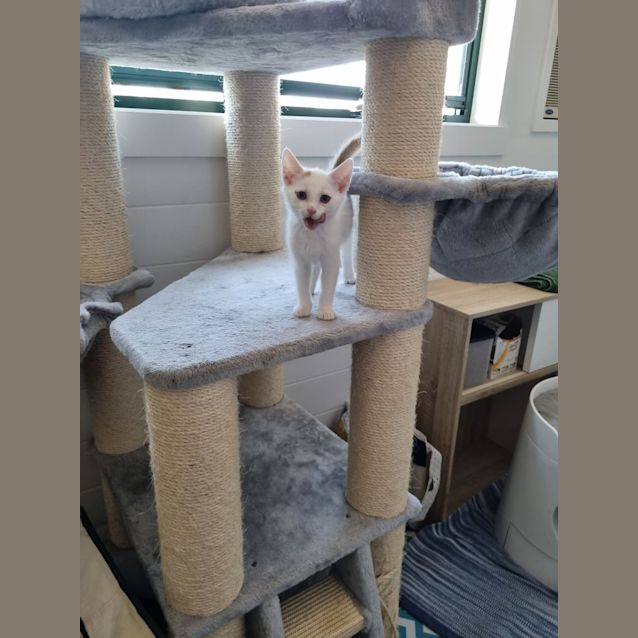 Photo of Joey