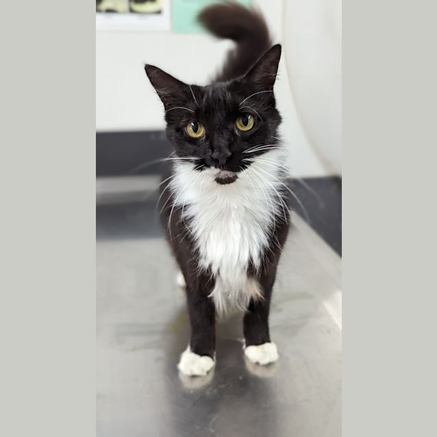 Photo of Oreo