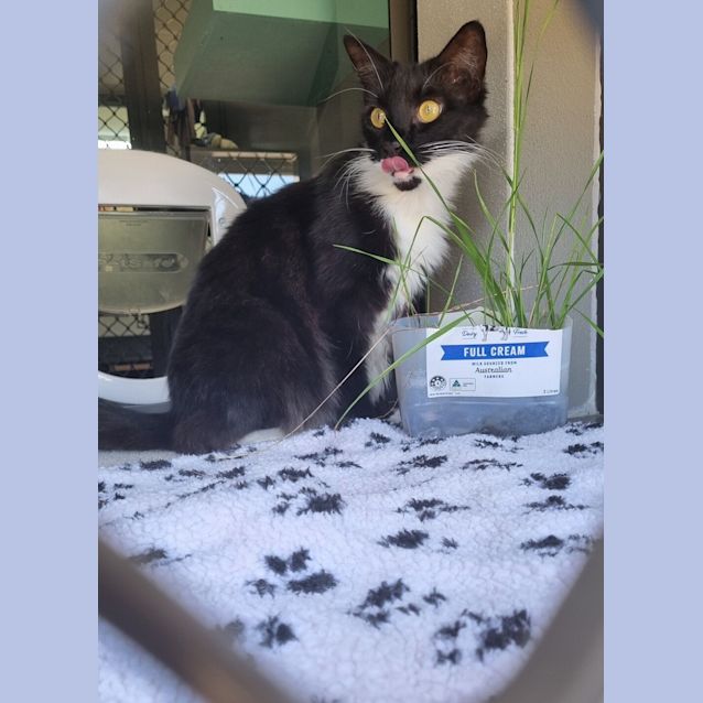 Photo of Oreo