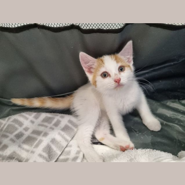 Photo of Lilly