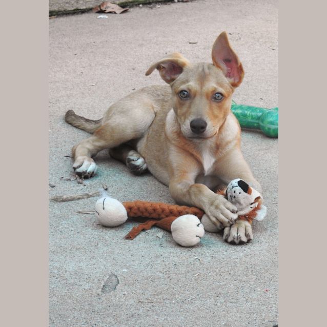 Photo of Honey