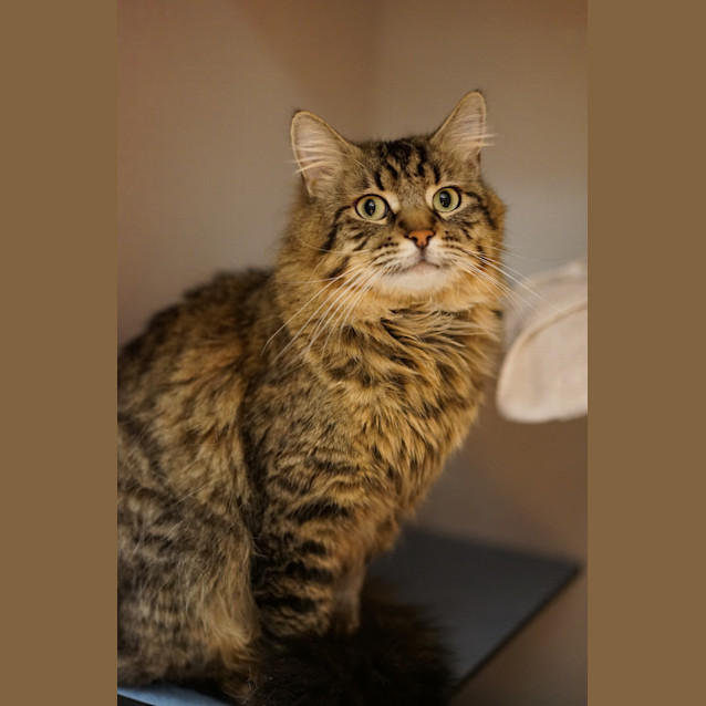 Photo of Honey