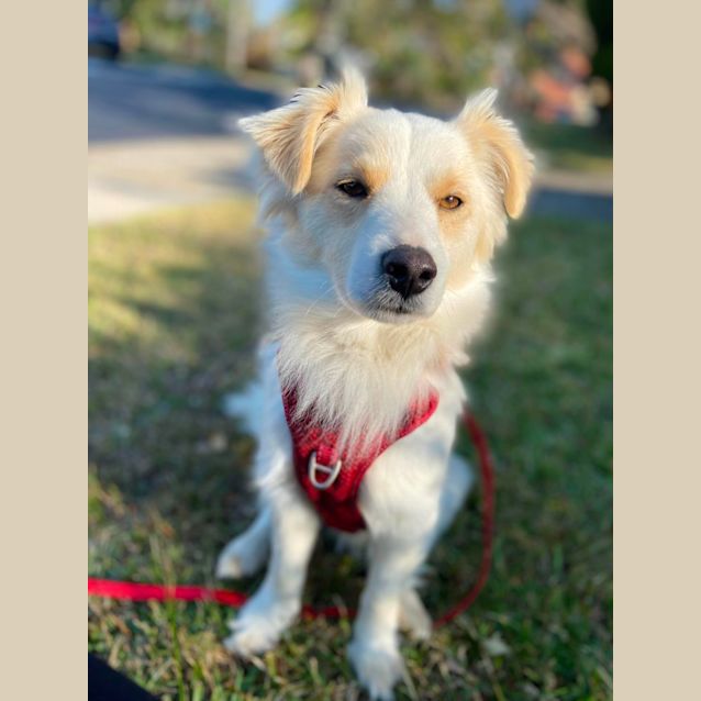 Photo of Scotch