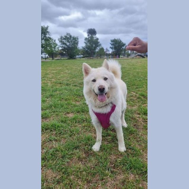 Photo of Luna And Chino