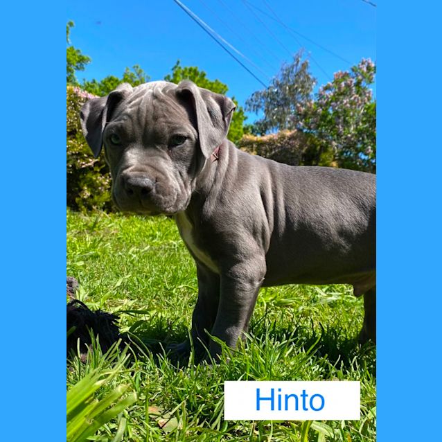 Photo of Hinto 