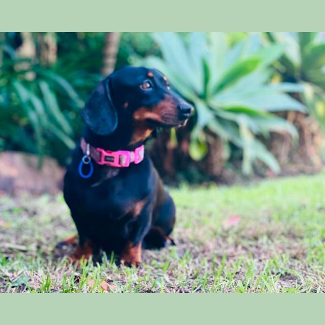 Photo of Luna   7 Year Old Mini Dachshund (Trial)