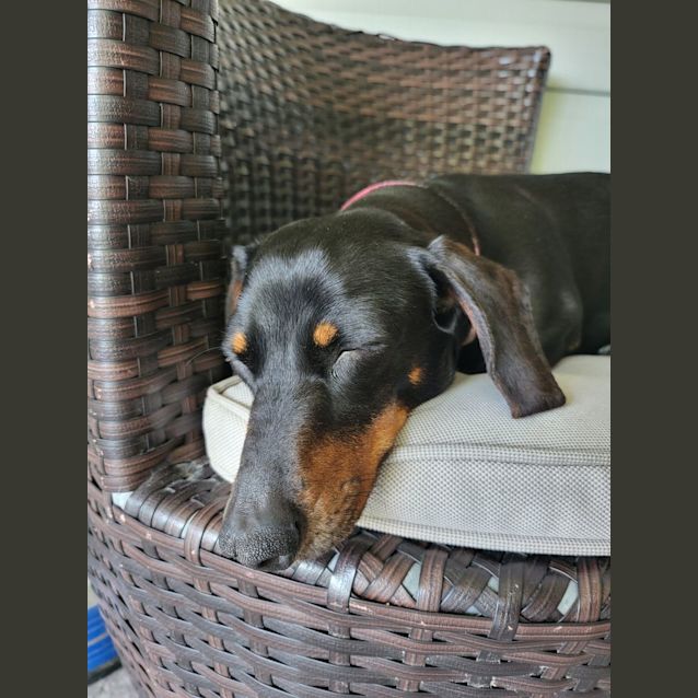 Photo of Luna   7 Year Old Mini Dachshund (Trial)