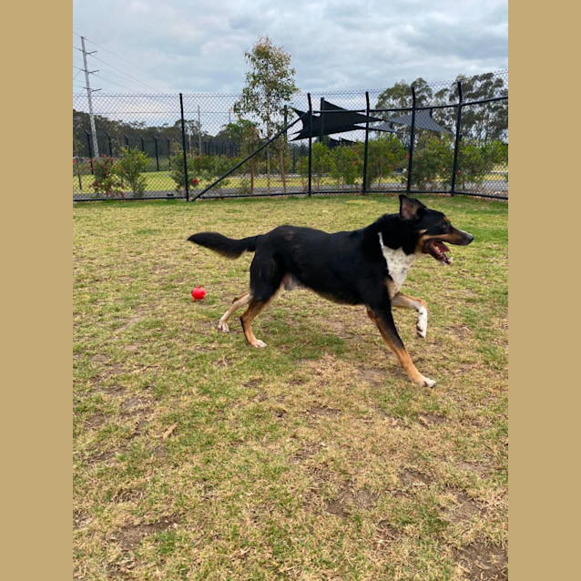 Photo of Jack (Imp. 1322)