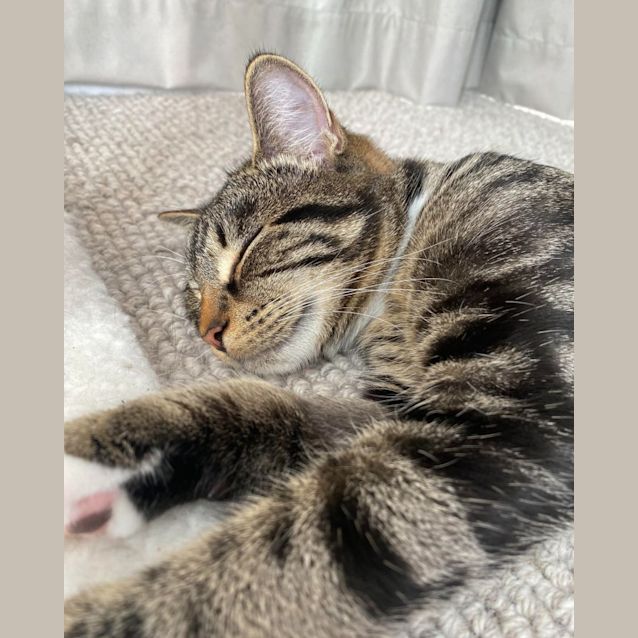 Photo of Koko And Koshka