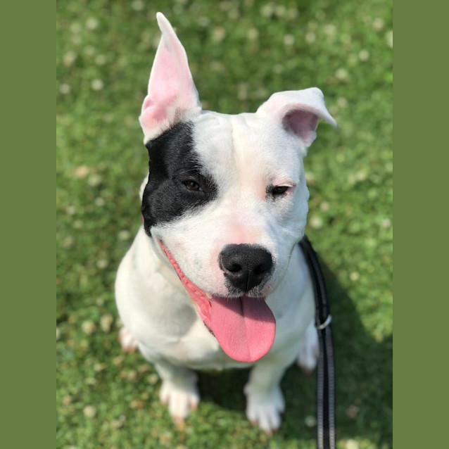 Photo of Bowser