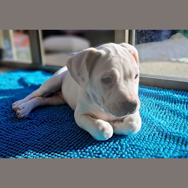 Photo of Snow White