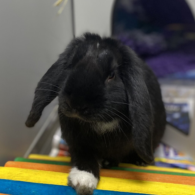 Photo of Echo