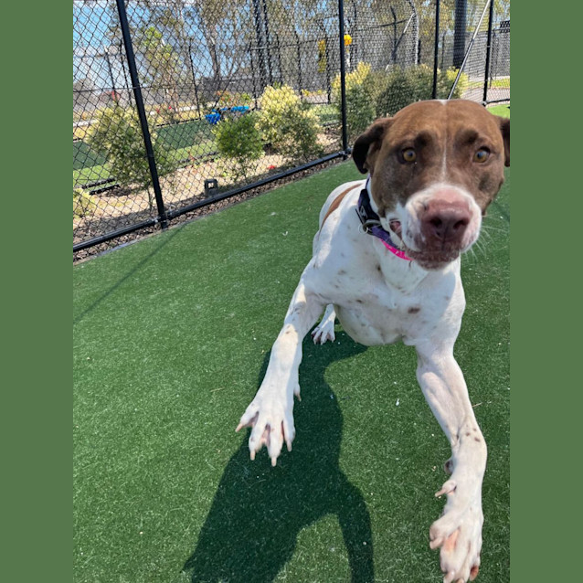 Photo of Siggy (Imp. 1879)