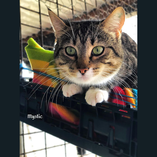 Photo of Mystic   Meet Me At Petstock South Geelong!