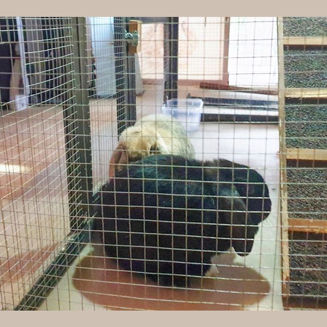 Photo of Caviar And Chia