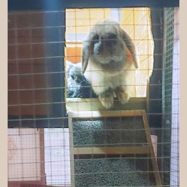 Photo of Caviar And Chia