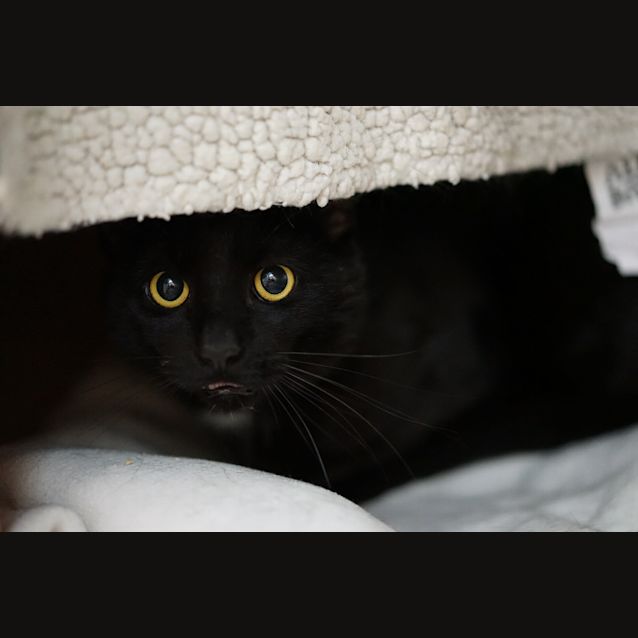Photo of Ryder