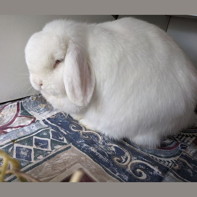 Photo of Snowflake