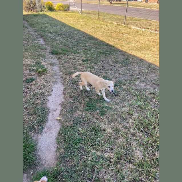 Photo of Tyson