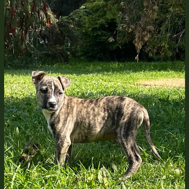 Photo of Mixiedara