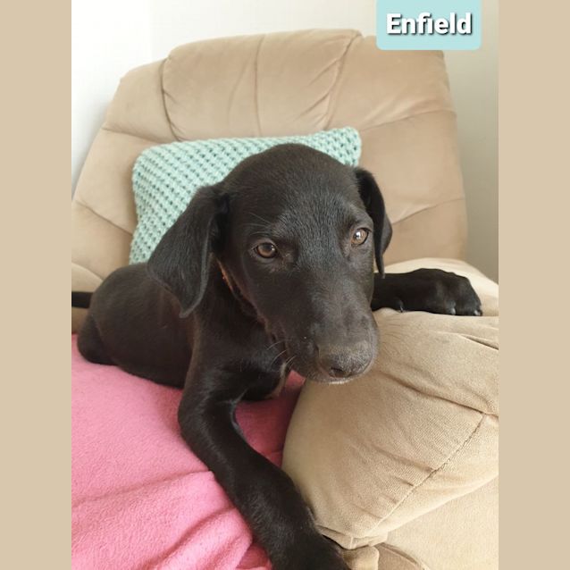 Photo of Enfield