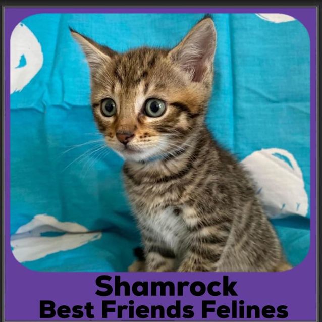 Photo of Shamrock