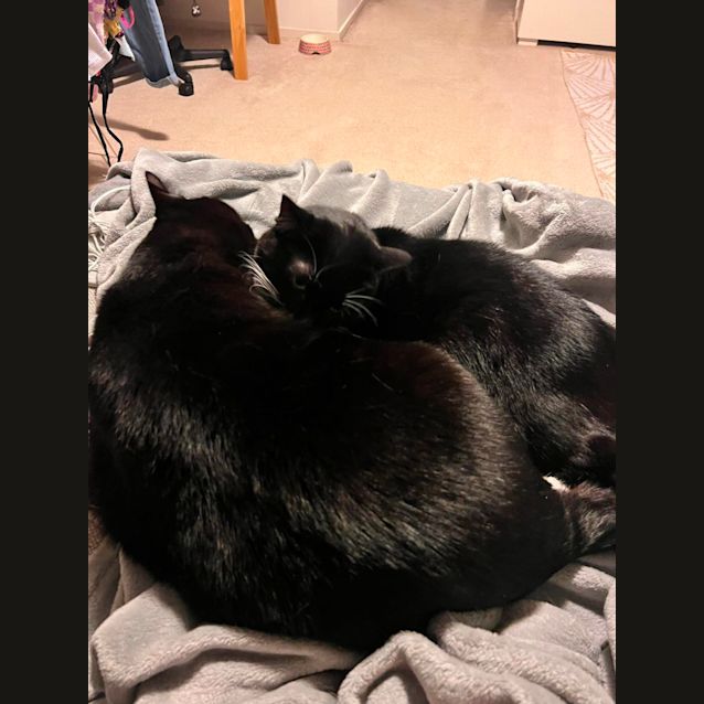 Photo of Boots And Snuggs