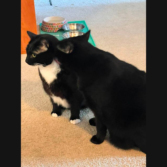 Photo of Boots And Snuggs
